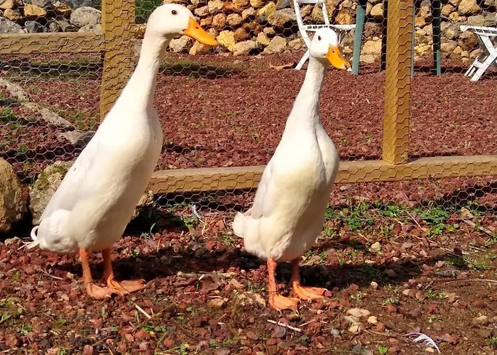 Huertos Conect With The Nature & Relax 度假居 *